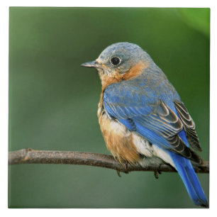 Azulejo De Cerâmica Female Eastern Bluebird, Sialia sialis