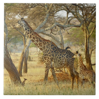 Azulejo De Cerâmica Fêmea adulta e juvenil de Girafa, Giraffa