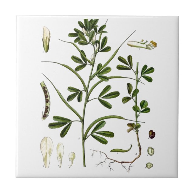 Azulejo De Cerâmica Fenugreek (Frente)
