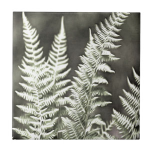 Azulejo De Cerâmica Fern Artístico Abstrato