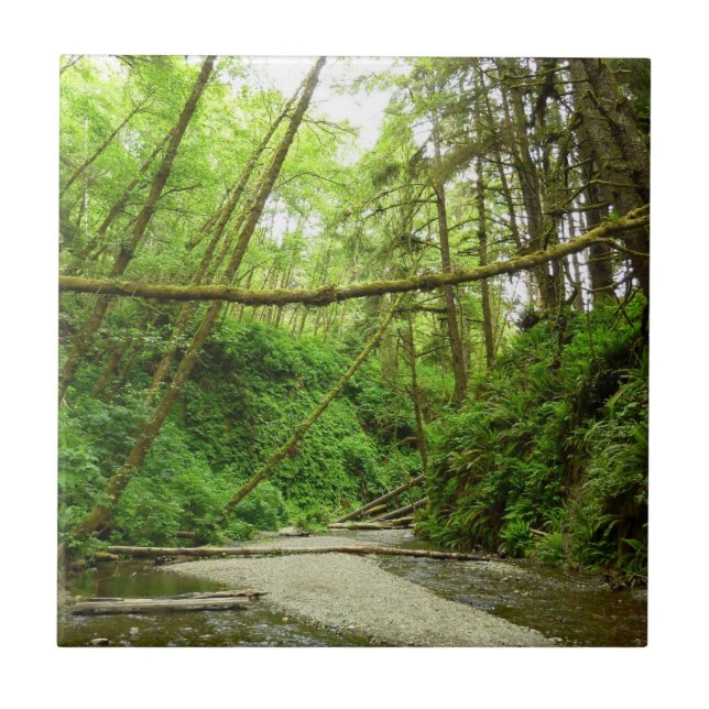 Azulejo De Cerâmica Fern Canyon I no Parque Nacional de Redwood (Frente)