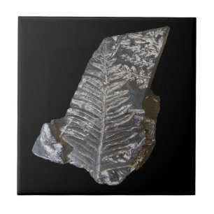 Azulejo De Cerâmica Fern Fossilizado Deixa A Fotografia Do Rock Nature