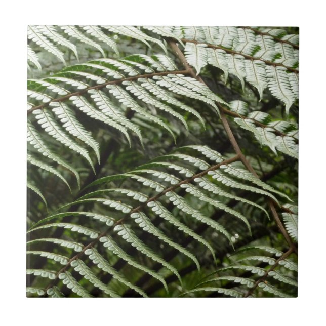 Azulejo De Cerâmica Fern Fronds II Dark Green Nature (Frente)