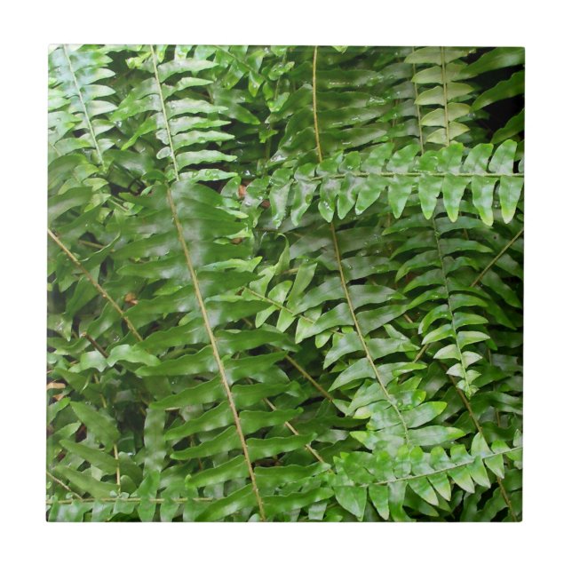 Azulejo De Cerâmica Fern Frontes I Green Nature (Frente)