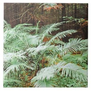 Azulejo De Cerâmica Fern Tropical Green Leaves Plant Woodland Foliage