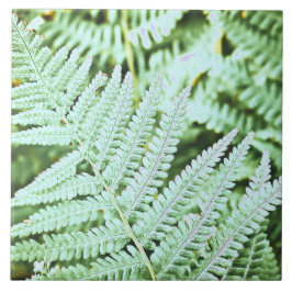 Azulejo De Cerâmica Fern Tropical Green Leaves Plant Woodland Foliage