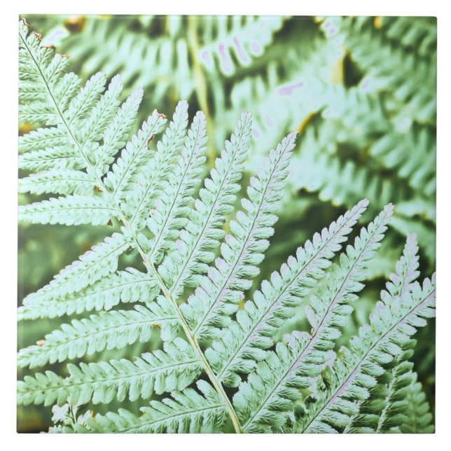 Azulejo De Cerâmica Fern Tropical Green Leaves Plant Woodland Foliage (Frente)