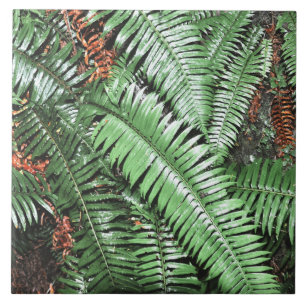 Azulejo De Cerâmica Fern Tropical Green Leaves Plant Woodland Foliage