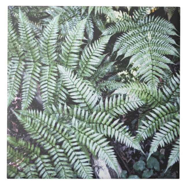 Azulejo De Cerâmica Fern Tropical Green Leaves Plant Woodland Foliage (Frente)