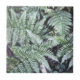 Azulejo De Cerâmica Fern Tropical Green Leaves Plant Woodland Foliage