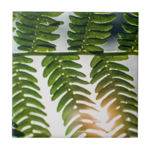 Azulejo De Cerâmica fernada íngreme