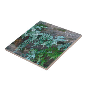 Azulejo De Cerâmica Ferns na Filadélfia