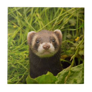 Azulejo De Cerâmica Ferret castanho-bonito na foto de grama