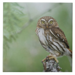 Azulejo De Cerâmica Ferruginous Pygmy-Owl, Glaucidium brasilianum, 3