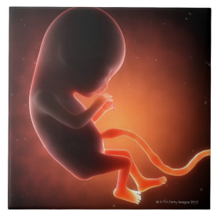 Azulejo De Cerâmica Feto velho de dois meses