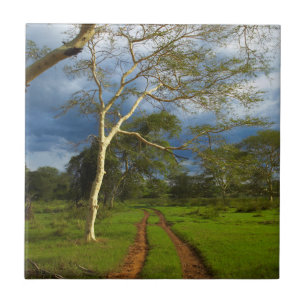Azulejo De Cerâmica Fever Tree (Acacia Xanthophloea) Por Dirt Track