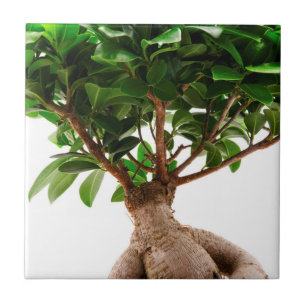 Azulejo De Cerâmica Ficus Ginseng