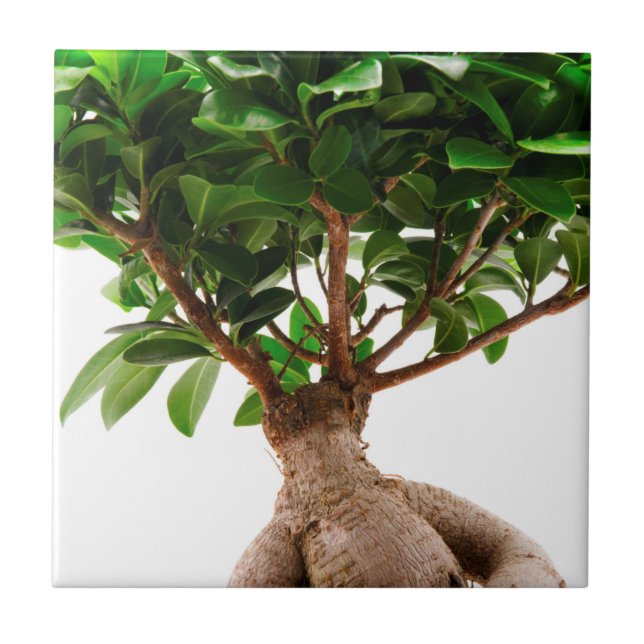 Azulejo De Cerâmica Ficus Ginseng (Frente)