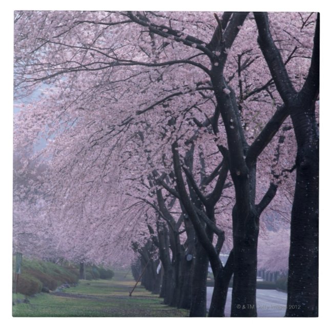 Azulejo De Cerâmica Fileira de árvores do cherryblossom (Frente)