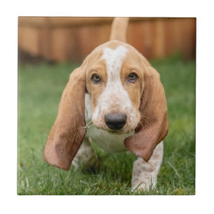Azulejo De Cerâmica Filhote de Basset Hound andando