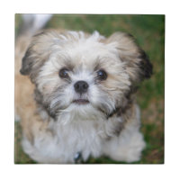 Filhote de cachorro