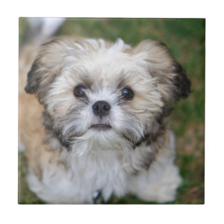Azulejo De Cerâmica Filhote de cachorro