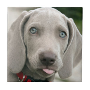 Azulejo De Cerâmica Filhote de cachorro adorável do weimaraner