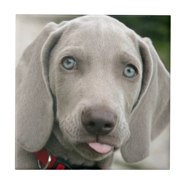 Azulejo De Cerâmica Filhote de cachorro adorável do weimaraner (Frente)