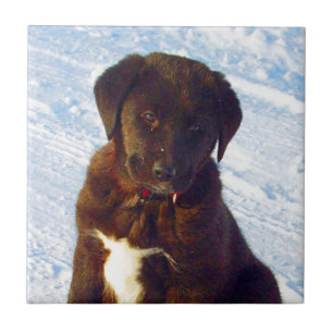 Azulejo De Cerâmica Filhote de cachorro branco de espera de Labrador