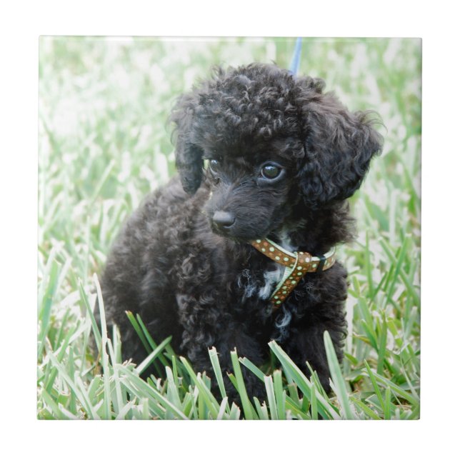 Azulejo De Cerâmica Filhote de cachorro da caniche de brinquedo (Frente)