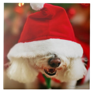 Azulejo De Cerâmica Filhote de cachorro de Bichon Frise que veste o