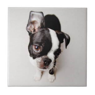 Azulejo De Cerâmica Filhote de cachorro de Edison Boston Terrier