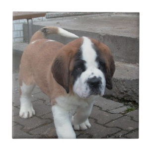 Azulejo De Cerâmica filhote de cachorro de St Bernard