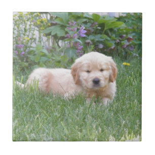 Azulejo De Cerâmica Filhote de cachorro do golden retriever