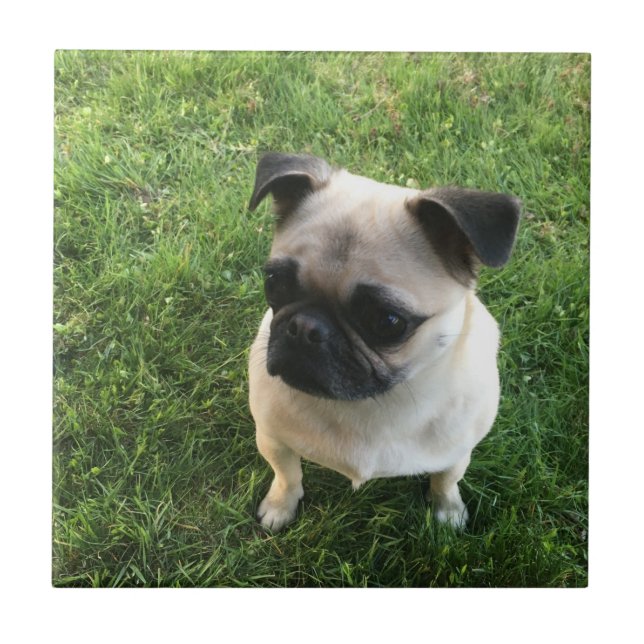 Azulejo De Cerâmica Filhote de cachorro do Pug (Frente)