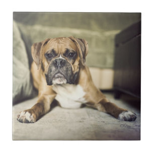 Azulejo De Cerâmica Filhote de cachorro do pugilista da jovem corça