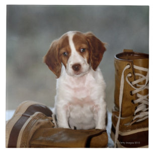 Azulejo De Cerâmica Filhote de cachorro e botas
