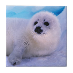 Azulejo De Cerâmica Filhote de foca harpa coberto de flocos de neve