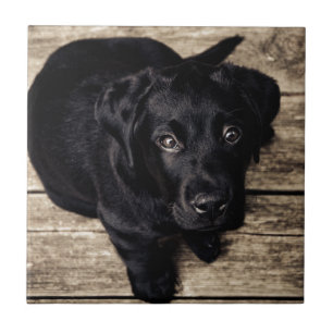 Azulejo De Cerâmica Filhote de Labrador Retriever Preto na Madeira