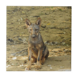 Azulejo De Cerâmica Filhote de Lobo Fofo