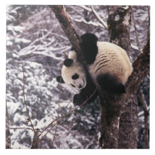Azulejo De Cerâmica Filhote de panda brincando em árvore coberta de ne