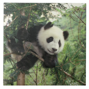 Azulejo De Cerâmica Filhote de Panda Gigante sobe em uma árvore, Vale