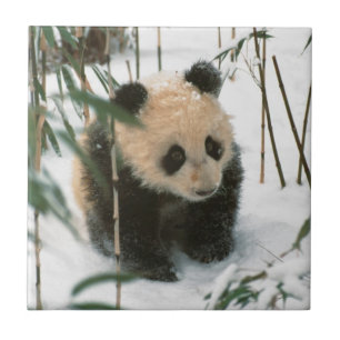 Azulejo De Cerâmica Filhote de panda na neve, Wolong, Sichuan, China