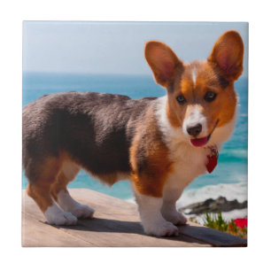Azulejo De Cerâmica Filhote de Pembroke Welsh Corgi em pé na mesa