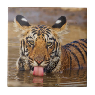 Azulejo De Cerâmica Filhote de tigre-de-bengala-real, bebendo água