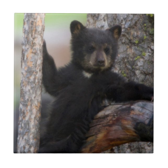 Azulejo De Cerâmica Filhote de Urso Negro Relaxando (Frente)