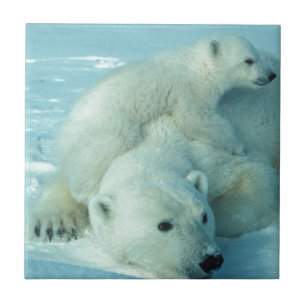 Azulejo De Cerâmica Filhote de urso polar e mamã - 2