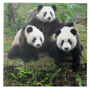 AZULEJO DE CERÂMICA  FILHOTES DA PANDA