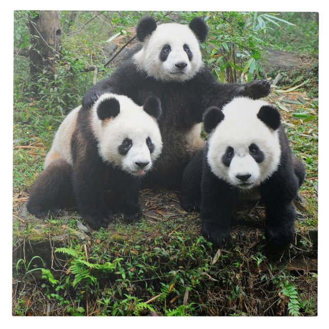 AZULEJO DE CERÂMICA  FILHOTES DA PANDA (Frente)
