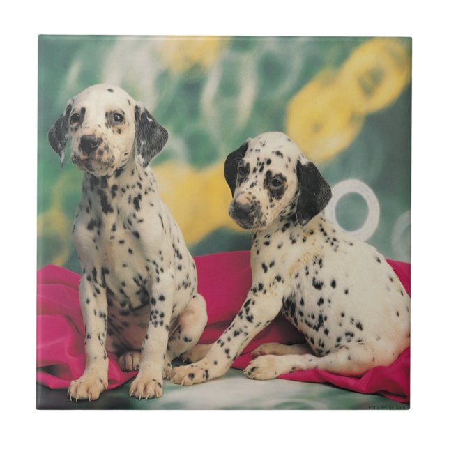 Azulejo De Cerâmica Filhotes de cachorro Dalmatian (Frente)
